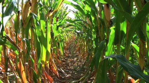 Corn Row Zoom Stock Footage 85299
