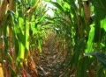 Corn Row Zoom Footage