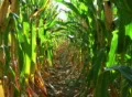Corn Row Zoom SD Footage
