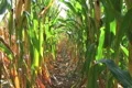 Corn Row Zoom Footage