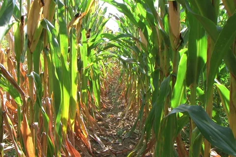 Corn Row Zoom 動画素材 2731802