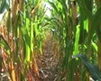 Corn Row Zoom SD Footage