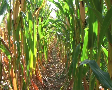 Corn Row Zoom 動画素材 2824203