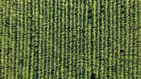 Corn Rows Aerial Stock Footage 162337525