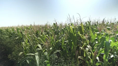 Corn rows - border of field Vídeo Stock 123783526