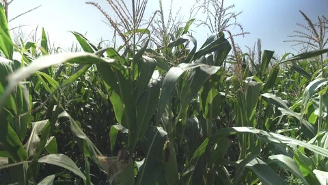 Corn rows on corn field 動画素材 123783491