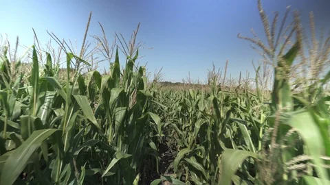 Corn rows - corn field Stock-Footage 123783570