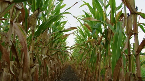 Corn Rows in Field of Crops Видео 248157522
