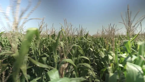 Up of corn rows Vídeo Stock 123783689
