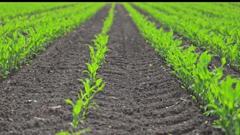 Corn rows move rhythmically, green growth in slow motion. Stock Footage 310099926