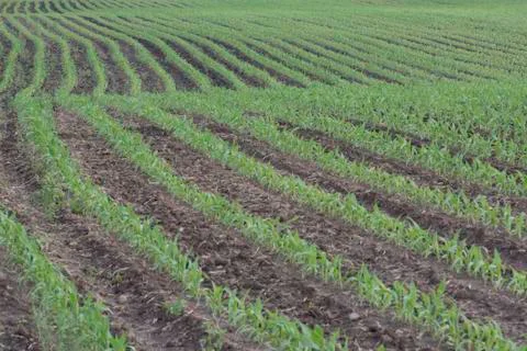 Corn rows Stock Photos