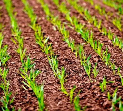 Corn Rows at Spring Agriculture full frame field Stock Photos