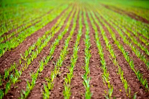 Corn Rows at Spring Agriculture full frame field Stock Photos