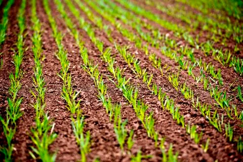Corn Rows at Spring Agriculture full frame field Stock Photos