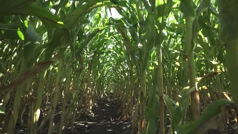 Corn rows of stems 動画素材 123783619