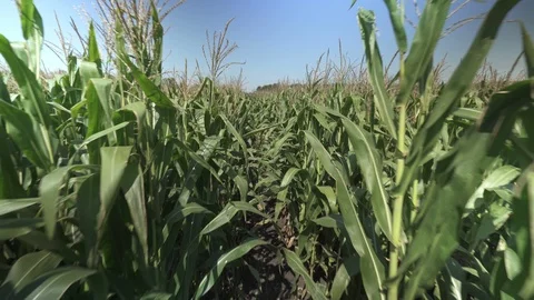 Corn rows on top Vídeo Stock 123783694