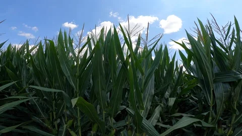 Corn rows truck right  WA Stock Footage 232902518