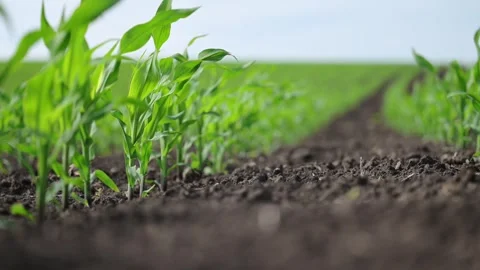 Corn rows in wind, slow dance of nature s geometry. Stock Footage 316107553