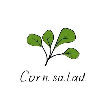 Corn salad leaf sign. Vegetable cartoon icon. Healthy vegetarian food, organic Stock Illustration