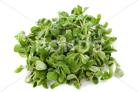 Corn salad Stock Photos