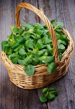 Corn salad Stock Photos
