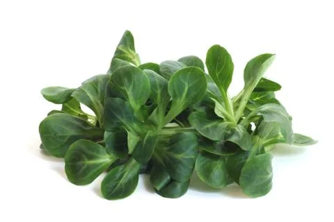 Corn salad Stock Photos