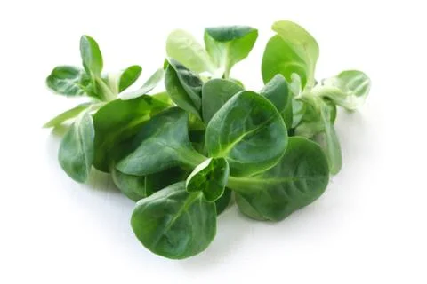 Corn Salad Foto stock