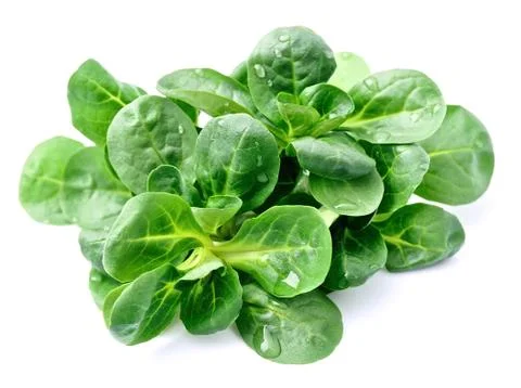 Corn salad Stock Photos