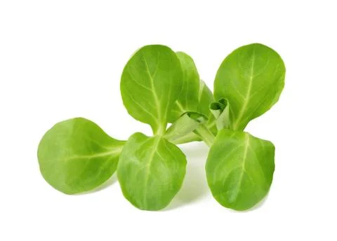 Corn salad Stock Photos