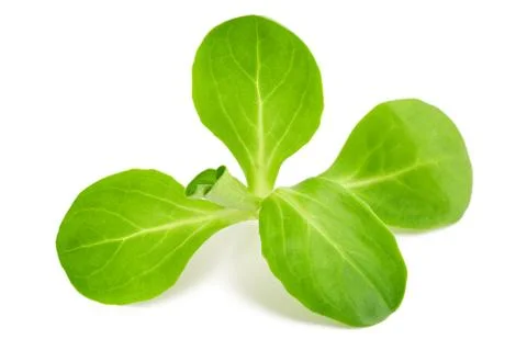 Corn salad Stock Photos