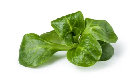 Corn salad Stock Photos