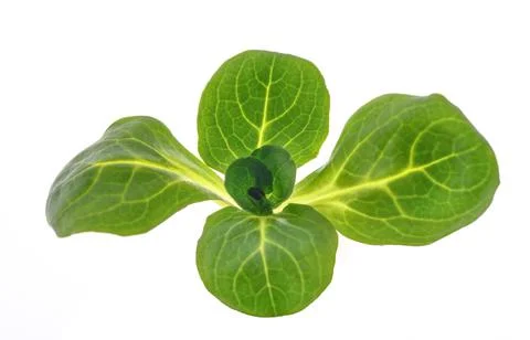 Corn salad Stock Photos