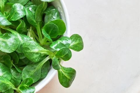 Corn salad plant Stock Photos