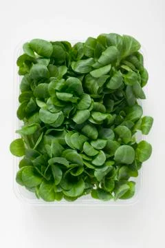 Corn salad in plastic punnet (overhead view) Stock Photos