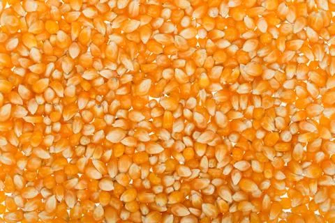 Corn seed background Stock Photos