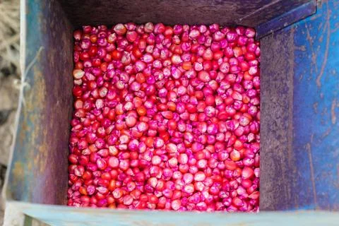 Corn seed chemically treated Stock Photos