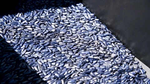 Corn seed chemically treated for seeding Stock Footage 254908601