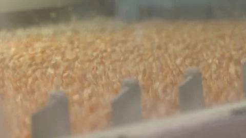 Corn seed cleaning machine, corn seed calibration. Stock Footage 309168568