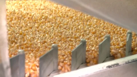 Corn seed cleaning machine, corn seed calibration. Stock Footage 309168570