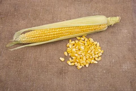 Corn seed cob on old burlap Stock Photos