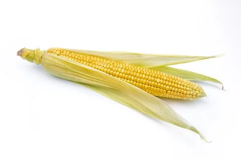 Corn seed cob on a white background Stock Photos