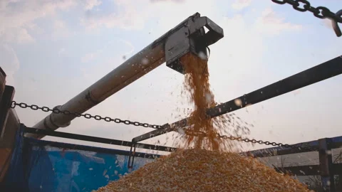Corn seed falling from combine harvester machinery unload into truck Stock Footage 171873760