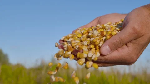 Corn Seed in Farmer Hands Against Blue Sky at Sunset, Agriculture. Slow Motio 스톡 동영상 148527130