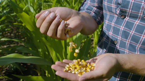 Corn Seed in Farmer Hands Against Blue Sky at Sunset, Agriculture. Slow Motion Video stock 160556739