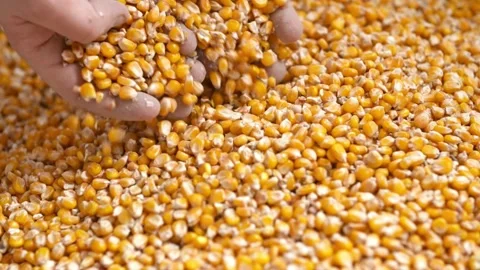 Corn Seed in Farmer Hands Against Blue Sky at Sunset, male hands gather and.. Stock Footage 270463274
