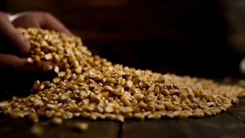 Corn Seed in Farmer Hands Against Blue Sky at Sunset, male hands gather and.. Stock Footage 270463928