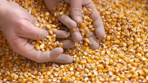 Corn Seed in Farmer Hands Against Blue Sky at Sunset, male hands gather and then Stock Footage 336580843