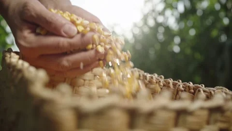 Corn seed in farmer hands, agriculture. farmer holding maize harvest, green Stock Footage