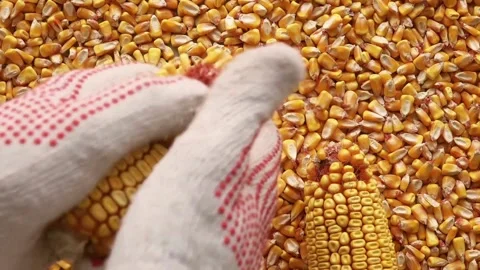 Corn seed in farmer hands, Food supply crisis slow motion Falling Agriculture Stock Footage 270464412