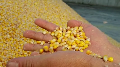 Corn seed in farmer hands, Food supply crisis slow motion Falling Agriculture. Stock Footage 336580786